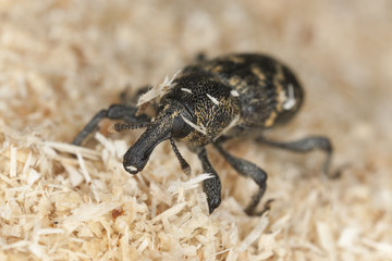 Sticker - Snout beetle (Hylobius abietis) macro photo