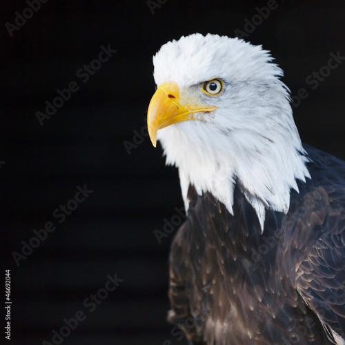 Board z aluminiowym obramowaniem Portret bielik (łac. haliaeetus leucocephalus)