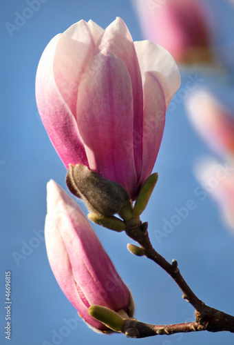 Board z aluminiowym obramowaniem Zbliżenie kwiat magnolii