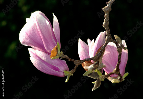 Board z aluminiowym obramowaniem Kwiaty magnolii