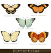 Collection of beautiful butterflies