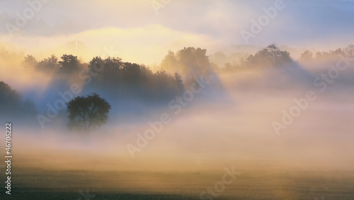 Fototapeta na wymiar Autumn Mist, trees are wet, damp fog of forest