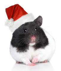 Sticker - Hamster in Christmas hat on a white background