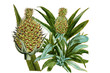 © alephcomo1 - pine apple illustration