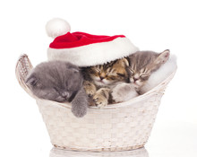 Three Cats Sleeping On Christmas