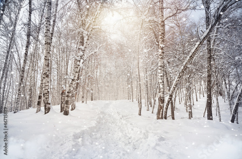 Foto-Banner - Winter birchwood (von pikoso.kz)