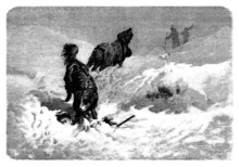 Rescue Dogs - Chiens D'avalanche - Saint Bernard