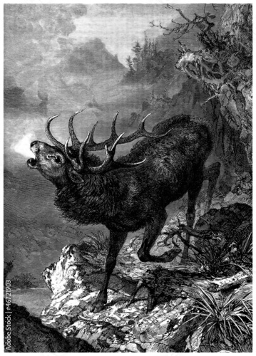 Fotoboard na płycie Jeleń - cerf - hirsch