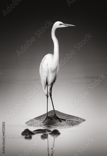 Obraz w ramie Great white egret on Hippo