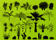 Exotic plant, bush, palm tree and cactus detailed illustration