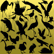 Big And Small Birds Detailed Illustration Collection Background