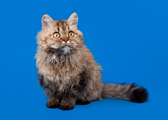 Wall Mural - selkirk rex cat on sky blue background