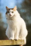 Fototapeta Koty - Fluffy cat on a wooden board.