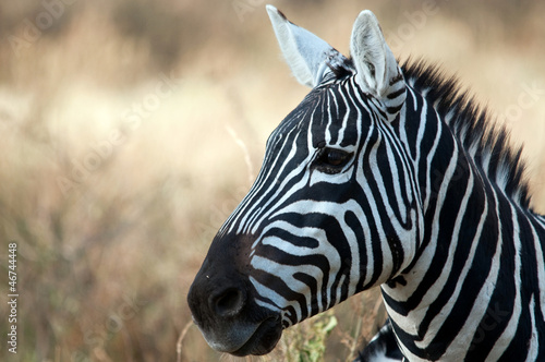 Board z aluminiowym obramowaniem Zebra w parku narodowym serengeti, tanzania