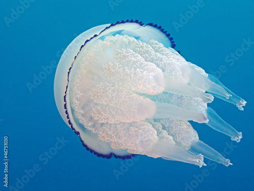 Plakat na papierze fotorealistycznym Lungenqualle (rhizostoma pulmo)