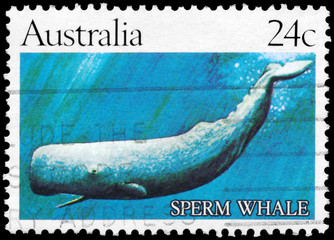 Wall Mural - AUSTRALIA - CIRCA 1982 Sperm Whale