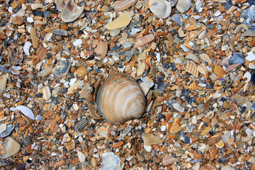 shells on a beach