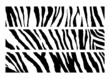 set of Zebra pattern vector