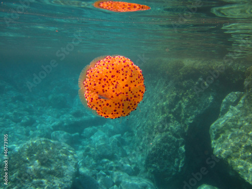 Plakat na papierze fotorealistycznym Pomarańczowe meduzy pod wodą