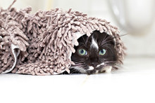 Black-white Kitten Hiding And Peeking