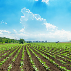 blue sky over spring field