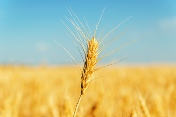 Wall Mural - golden harvest over field