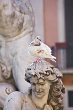 Statue Fountainand Dove In Rome