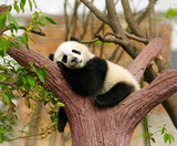 Fototapeta Zwierzęta - Sleeping giant panda baby