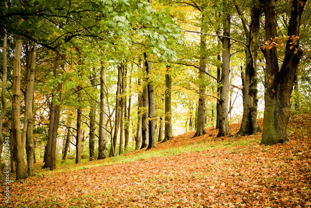Las jesienią - obrazy, fototapety, plakaty 
