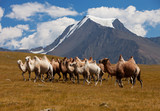 Fototapeta  - Herd camels against mountain. Altay mountains. Mongolia