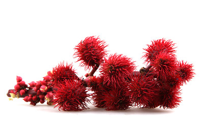 castor oil plant flowers on white background.