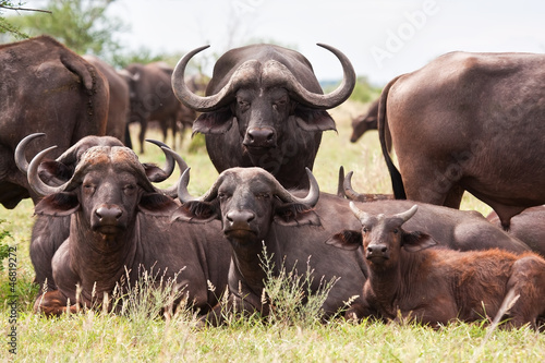 Foto-Stoffbanner - Buffalo herd resting on grass (von Alta Oosthuizen)