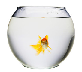 Poster - Aquarium with goldfish