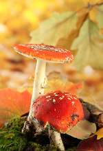 Red Amanitas With Moss, On Autumn Yellow Background