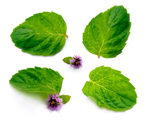 Mint leaf with flower