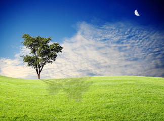 green grass and tree with beautiful sky