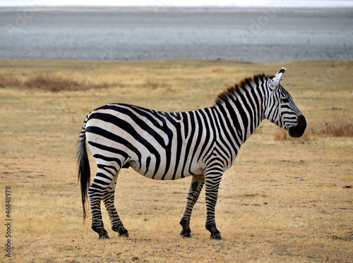 Board z aluminiowym obramowaniem Safari -zebra pozująca i ciekawie wyglądająca