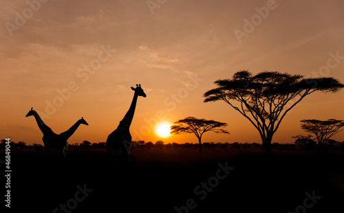 Plakat Ustawia słońce z sylwetkami żyrafy na safari
