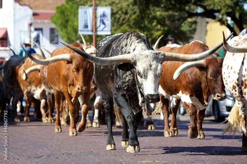 Board z aluminiowym obramowaniem Stado longhornów