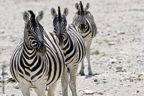 Board z aluminiowym obramowaniem Zebra Namibia
