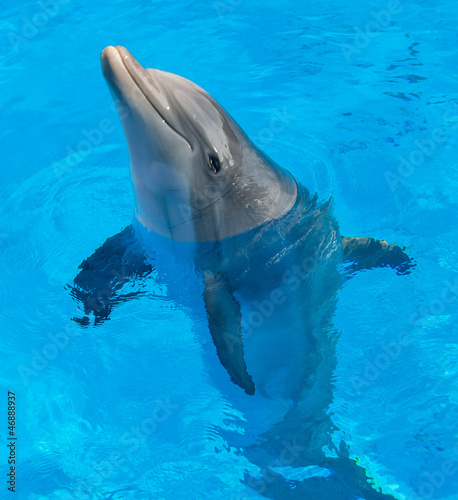 Board z aluminiowym obramowaniem Delfin