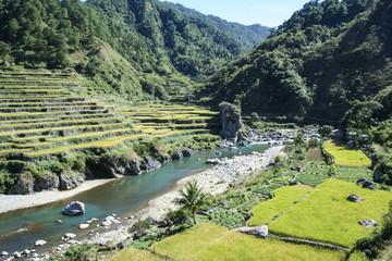 Wall Mural - rice fields northern luzon the philippines