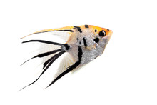 Angelfish (Pterophyllum Scalare) In Profile Isolated On White