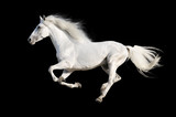 Fototapeta Konie - White horse runs gallop isolated on the black