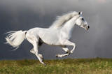 Fototapeta Konie - White horse runs on the dark sky background