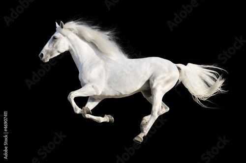 Plakat na zamówienie White horse runs gallop isolated on the black