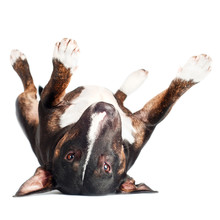 English Bull Terrier Dog Lying Upside Down