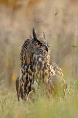 Poster - Eurasian Eagle-Owl in grass