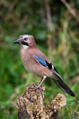 Wall Mural - Jay (Garrulus glandarius)