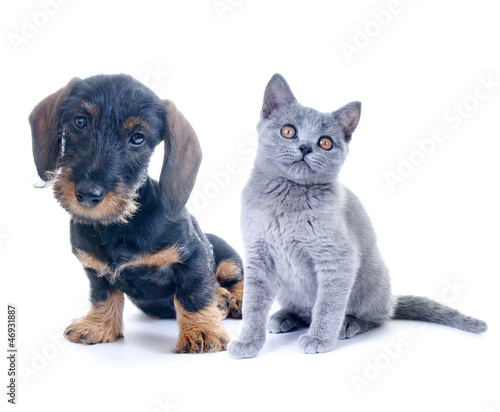 Naklejka ścienna Hund und Katze